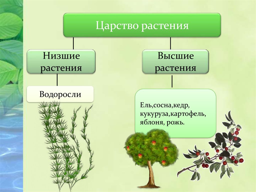 Какие признаки характерны для низших растений