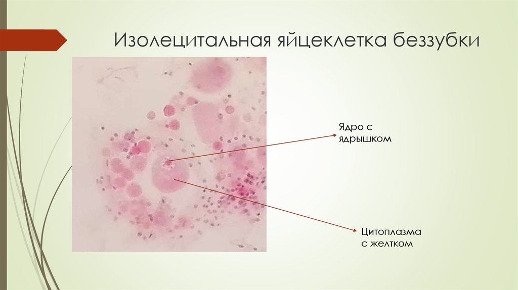 Оболочки яйцеклетки лягушки