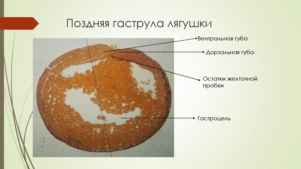 Бластула лягушки рисунок с подписями