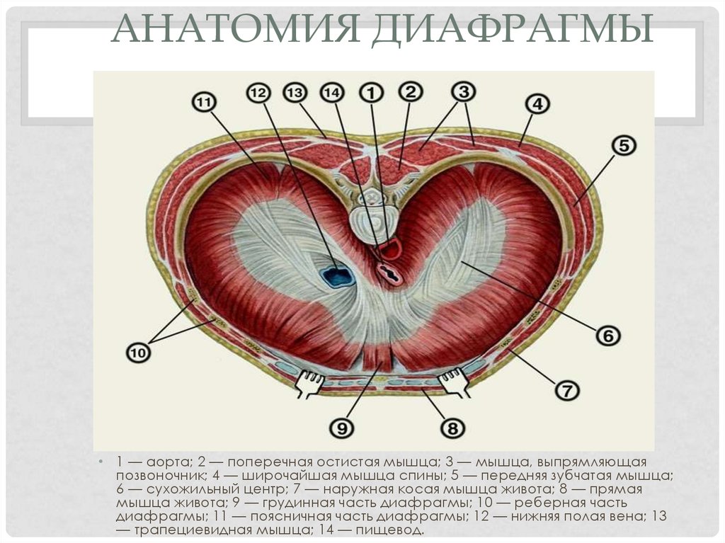 Три диафрагмы у человека. Пищеводное отверстие диафрагмы анатомия. Сухожильный центр диафрагмы анатомия. Аортальное отверстие диафрагмы ограничивает. Отверстие полой вены диафрагмы.