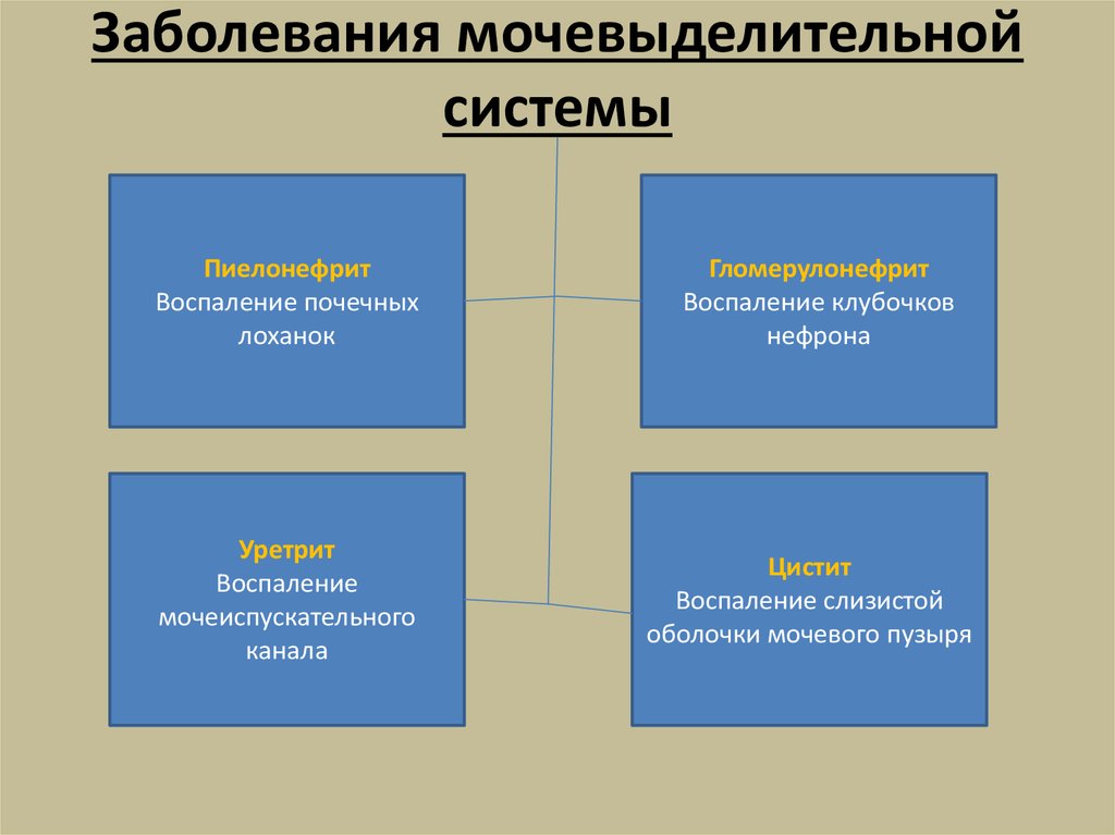 Гигиена мочеполовой системы презентация