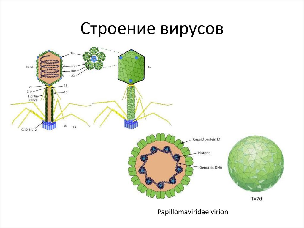 По способу заражения файловых вирусов как работают parasitic вирусы