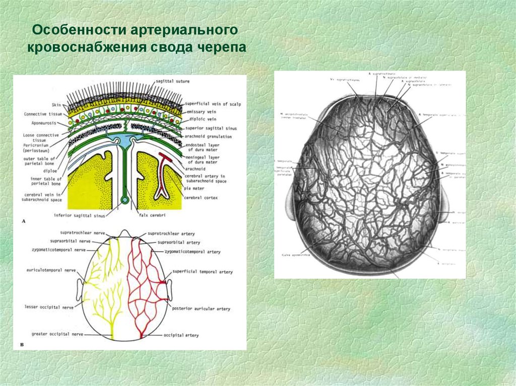 Особенности строения свода черепа