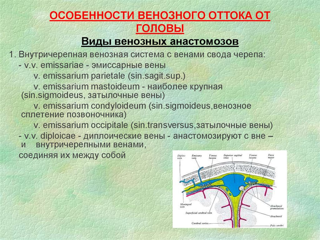 Покровы свода черепа. Особенности венозного оттока от головы. Венозный отток из полости черепа. Венозный отток от полости черепа. Особенности венозного оттока.