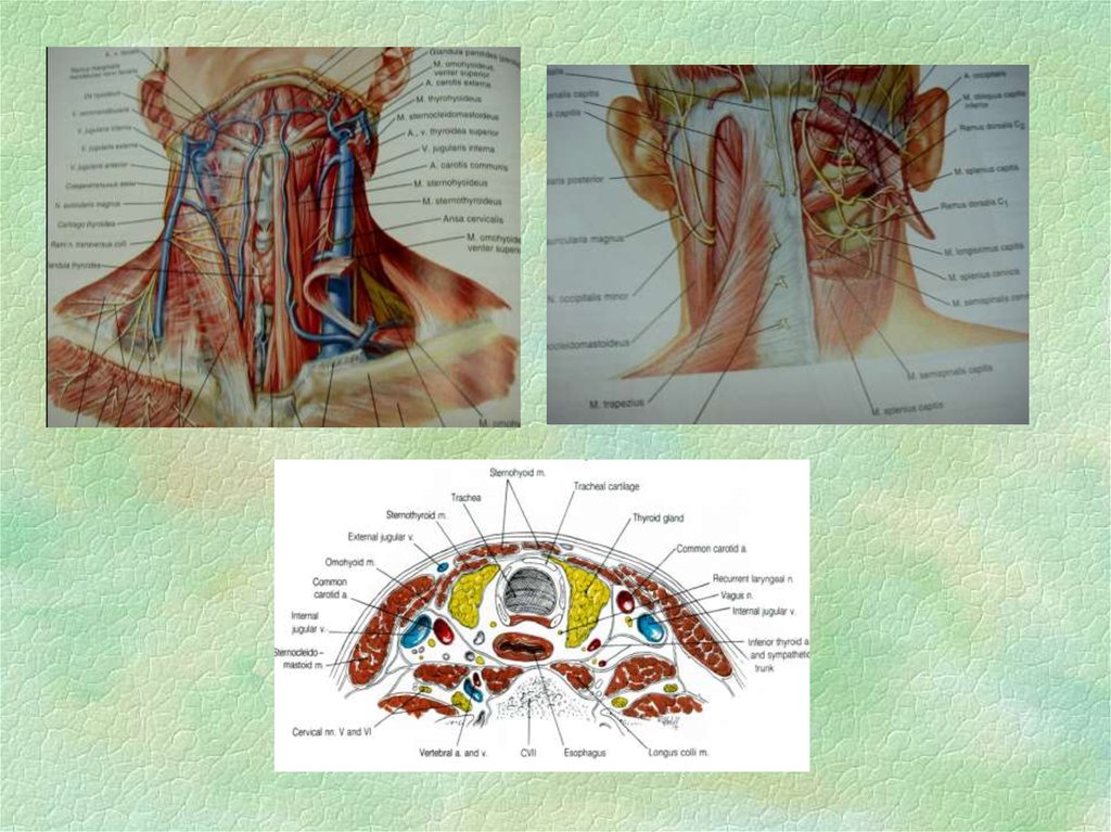 Анатомия шеи презентация