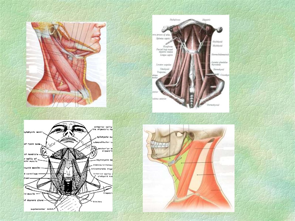 Мягкие ткани шеи. Мягкие ткани шеи анатомия. Строение мягких тканей шеи. Строение мягких тканей головы. Ткани и структуры головы и шеи анатомия.
