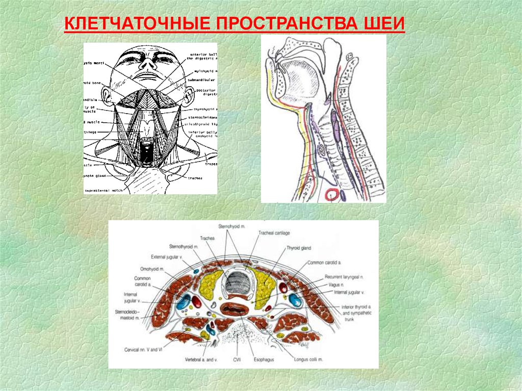 Клетчаточные пространства головы рисунок