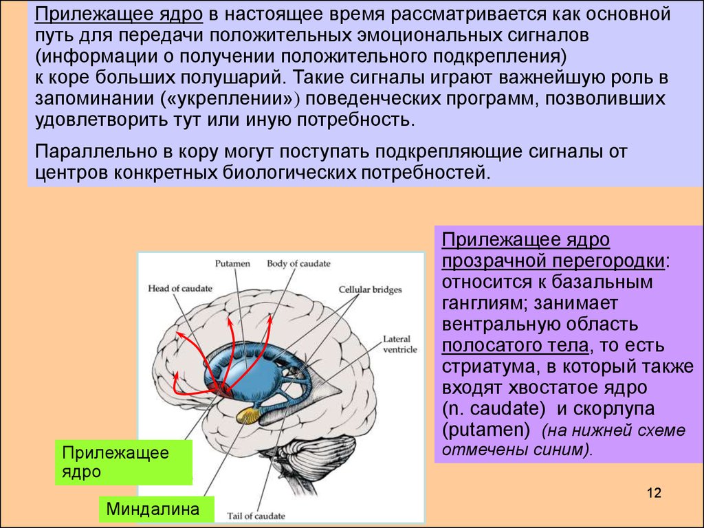 Область ядра мозга