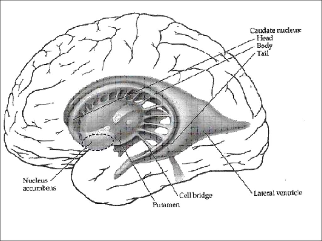 Базальные ганглии строение рисунок