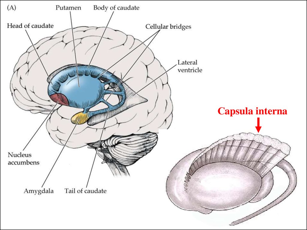 Базальные ганглии строение рисунок