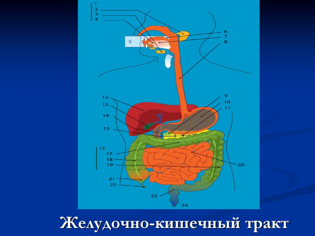 Желудочно-кишечный тракт птицы. Модель пищеварительный тракт. Желудочно-кишечный тракт икона. Барьер желудочно-кишечного тракта.