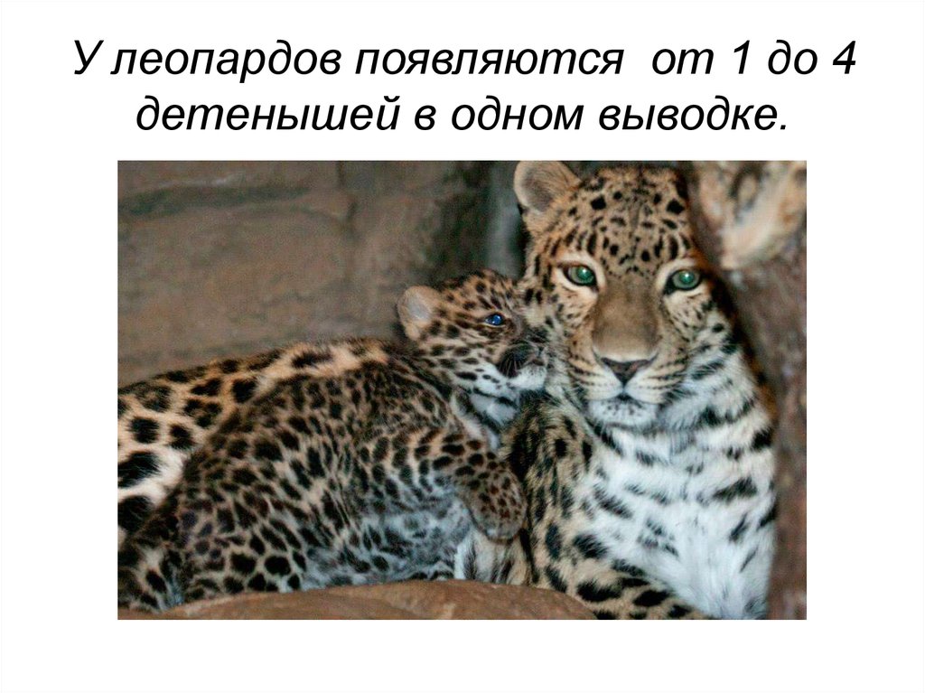 У леопардов появляются от 1 до 4 детенышей в одном выводке.