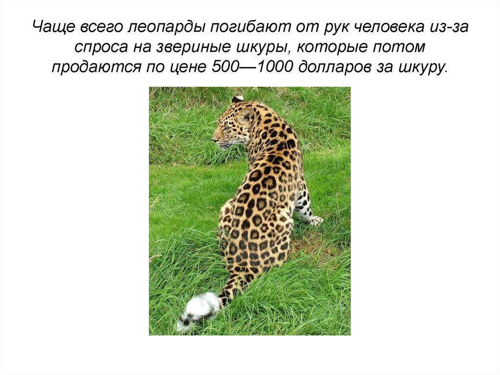 Чаще всего леопарды погибают от рук человека из-за спроса на звериные шкуры, которые потом продаются по цене