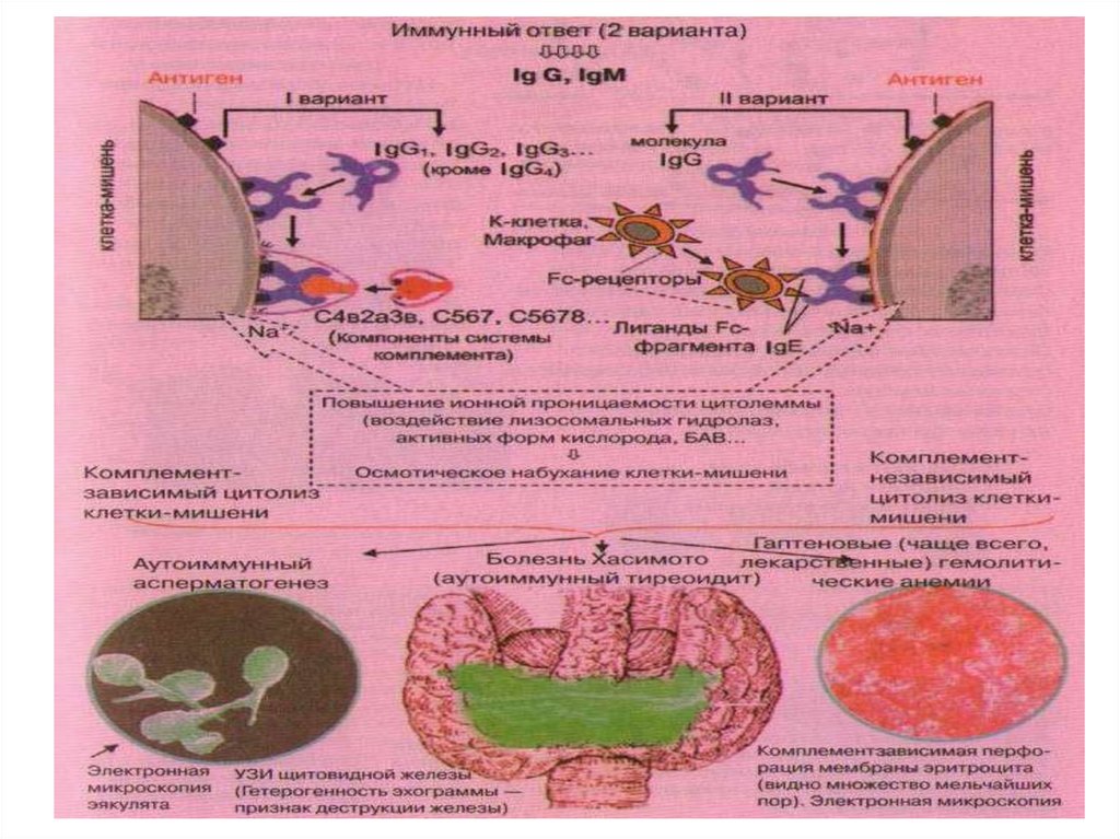 Реакции иммунного повреждения. Клетки мишени йодтиронинов. Йодтиронин клетки мишени. Клетки мишени йодтиронинов биохимия. Взаимодействие с клетками-мишенями йодтиронинов.