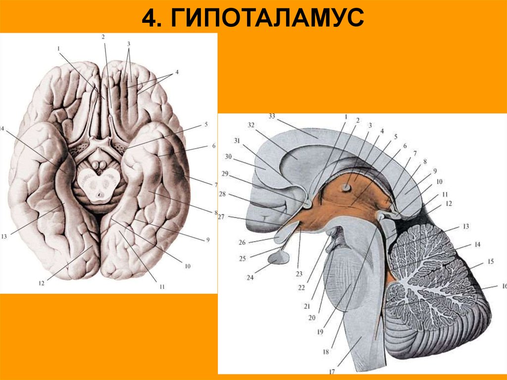 Гипоталамус на рисунке