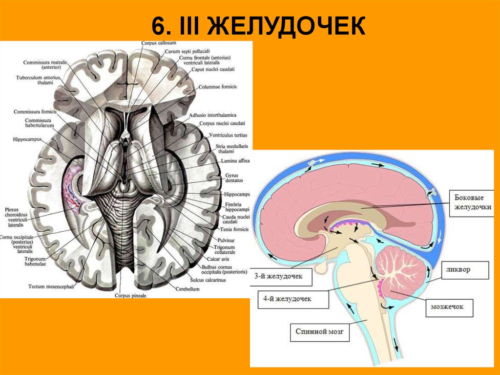 Желудочек заднего мозга