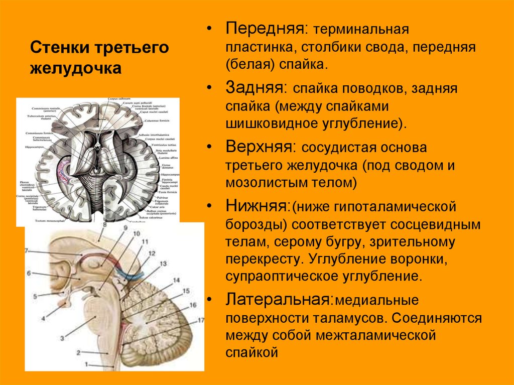 Средний мозг желудочек. 3 Желудочек головного мозга стенки. Стенки третьего желудочка мозга образованы. 3 Желудочек головного мозга анатомия. Анатомия стенки третьего желудочка.