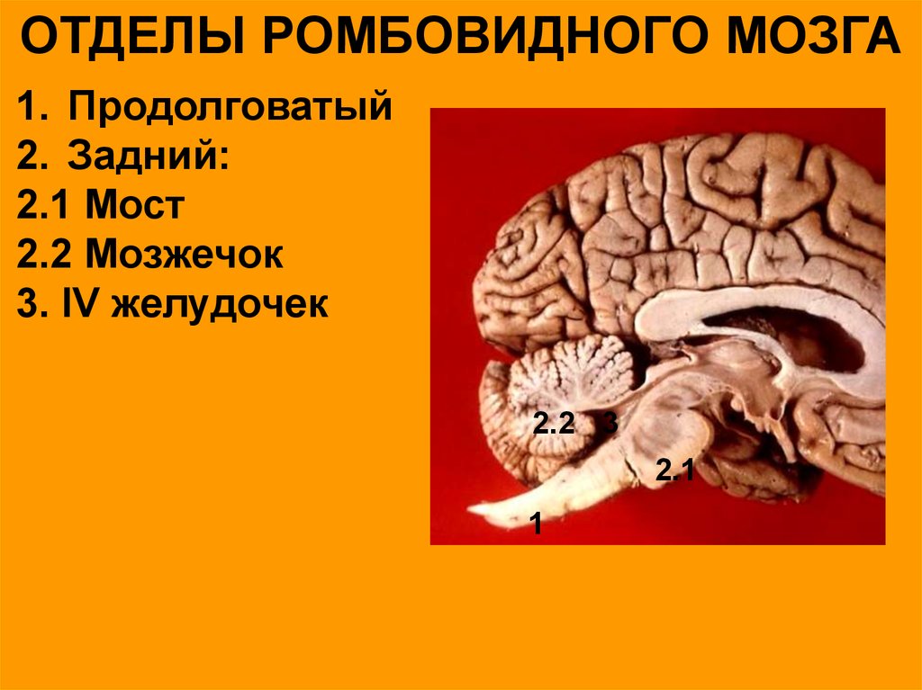 Строение головного мозга (МРТ) ‒ атлас анатомии человека в срезах