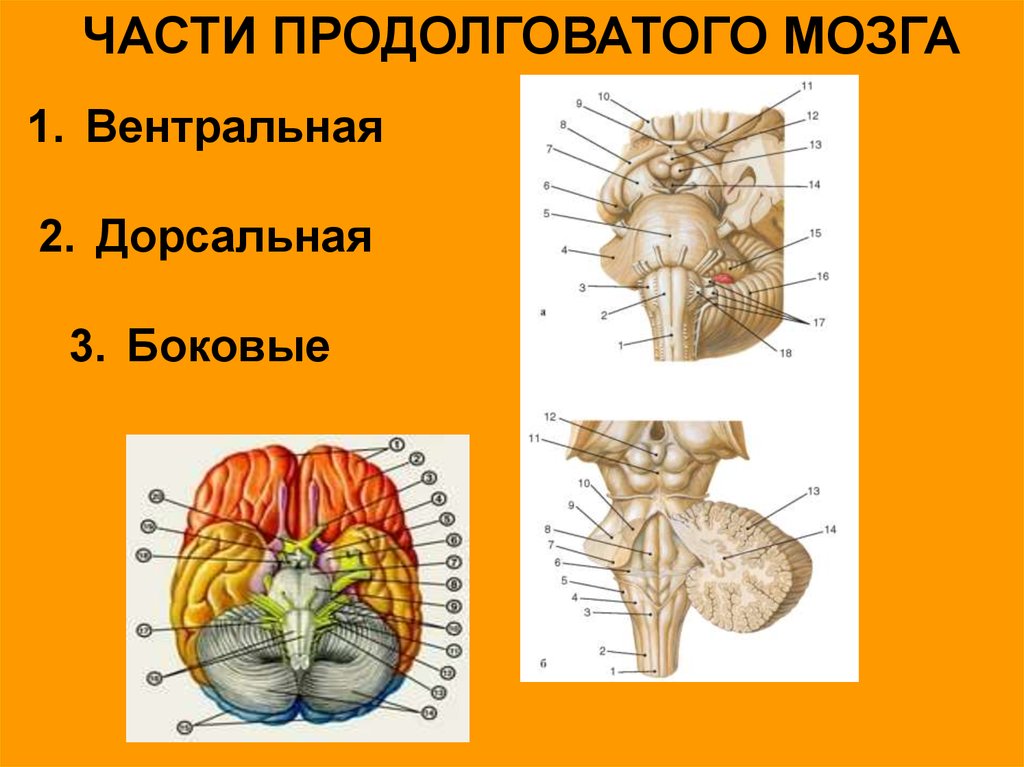 Продолговатый мозг рисунок. Части продолговатого мозга. Вентральная часть продолговатого мозга. Вентральная дорсальная часть это. Доли продолговатого мозга.