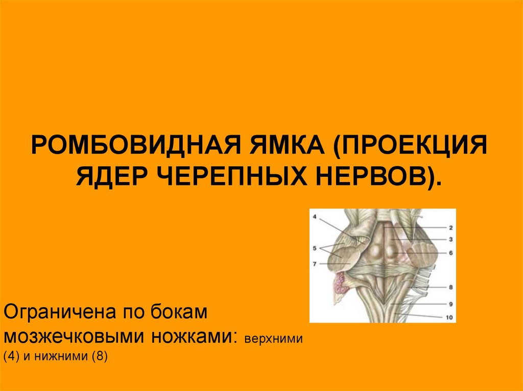 Ромбовидная ямка черепные нервы. Проекция ядер на ромбовидную ямку анатомия. Апертуры ромбовидной ямки. Строение ромбовидной ямки анатомия. Проекция ядер черепных нервов на ромбовидную ямку.