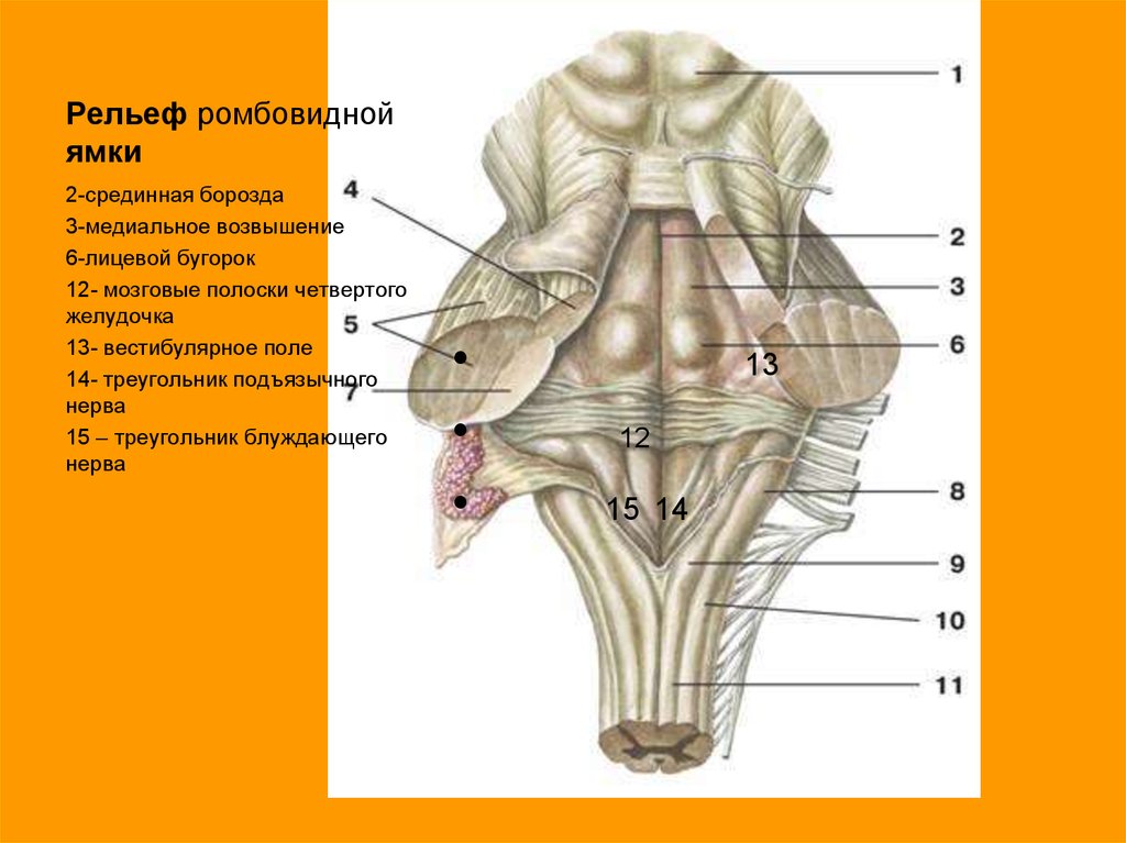 Каким номером на рисунке обозначен продолговатый мозг. Задний мозг ромбовидная ямка 4 желудочек. Мозговые полоски 4 желудочка. Медиальное возвышение ромбовидной ямки. Наружное строение продолговатого мозга анатомия.