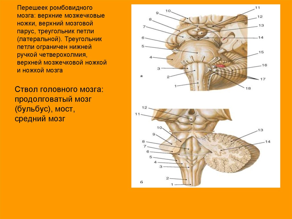 Верхний мозг. Перешеек ромбовидного мозга анатомия. Верхний мозговой Парус анатомия. Структура перешейка ромбовидного мозга. Ромбовидная ямка перешеек анатомия.