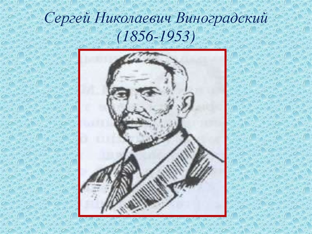 Виноградский вклад в микробиологию. Виноградский микробиология.