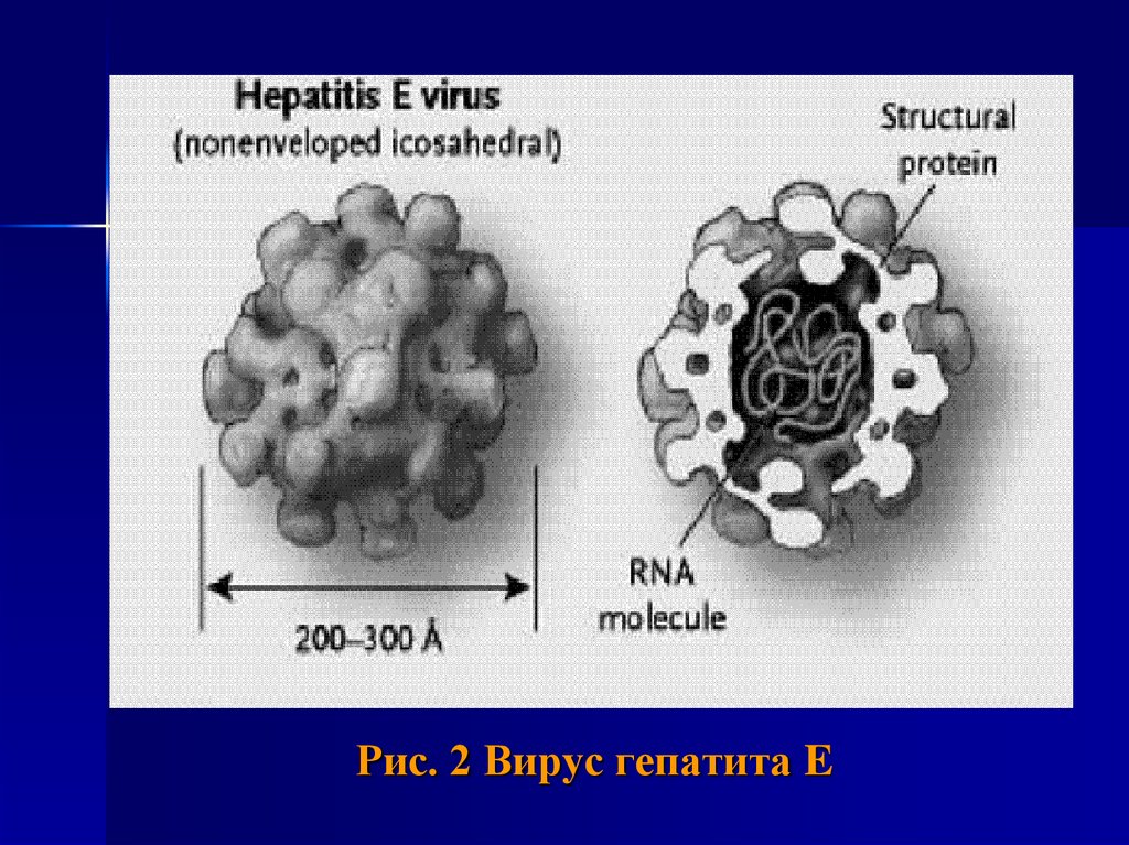 Гепатит е передача. Вирус гепатита е строение. Возбудитель гепатита е строение. Структура вируса гепатита е. Вирус гепатита е антигенная структура.