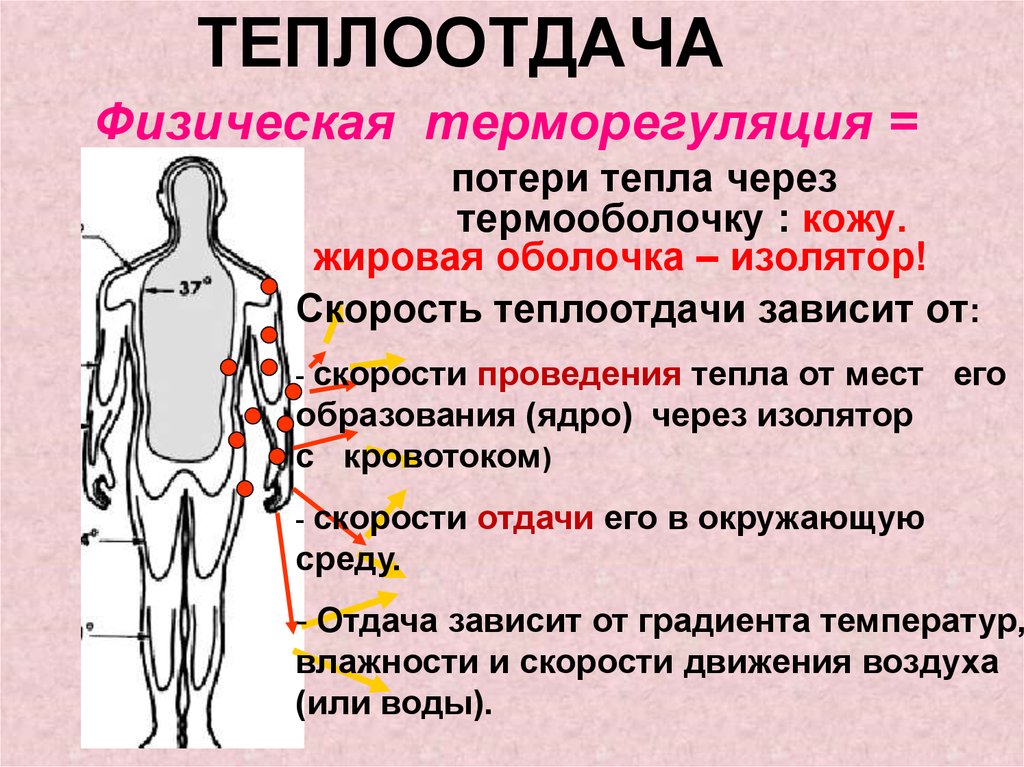 Регуляция температуры кожей. Теплоотдача. Теплообмен в организме человека. Физическая терморегуляция. Теплоотдача от тела человека происходит.