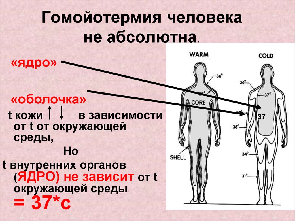 Центр терморегуляции у человека