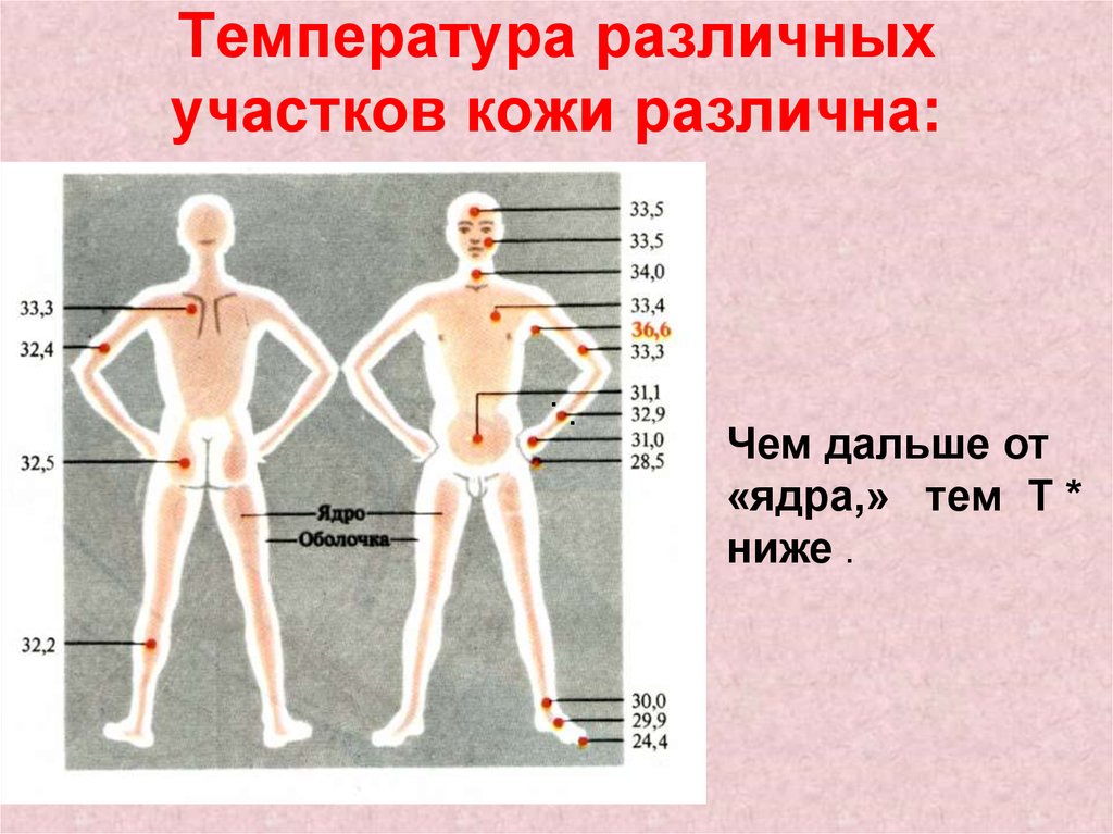 Почему разная температура под. Температура тела человека. Температура поверхности кожи. Температура в разных частях тела человека. Температура участков тела человека.