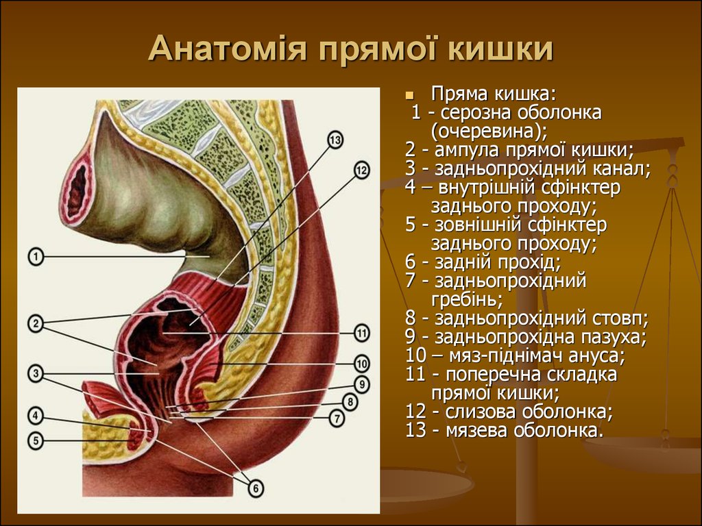 Вид прямой кишки