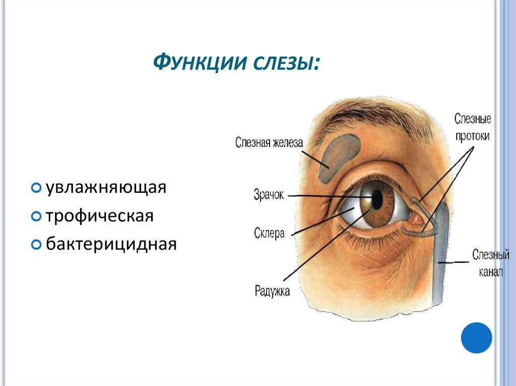 Слезные железы относятся к железам. Функции слезного аппарата. Слезный аппарат глаза функции. Слезный аппарат строение и функции. Слёзная железа анатомия.