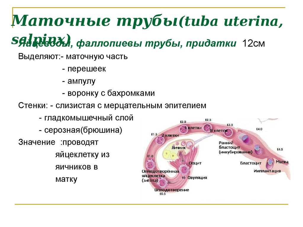 Перевязка маточных труб фото