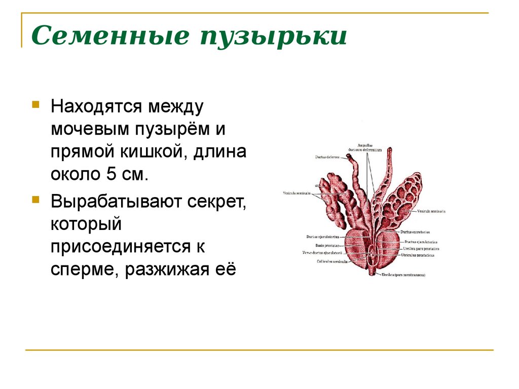 Где находится клитор. Семенные пузырьки анатомия строение. Мужская половая система семенные пузырьки. Семенные пузырьки строение и функции. Выводной проток семенного пузырька.