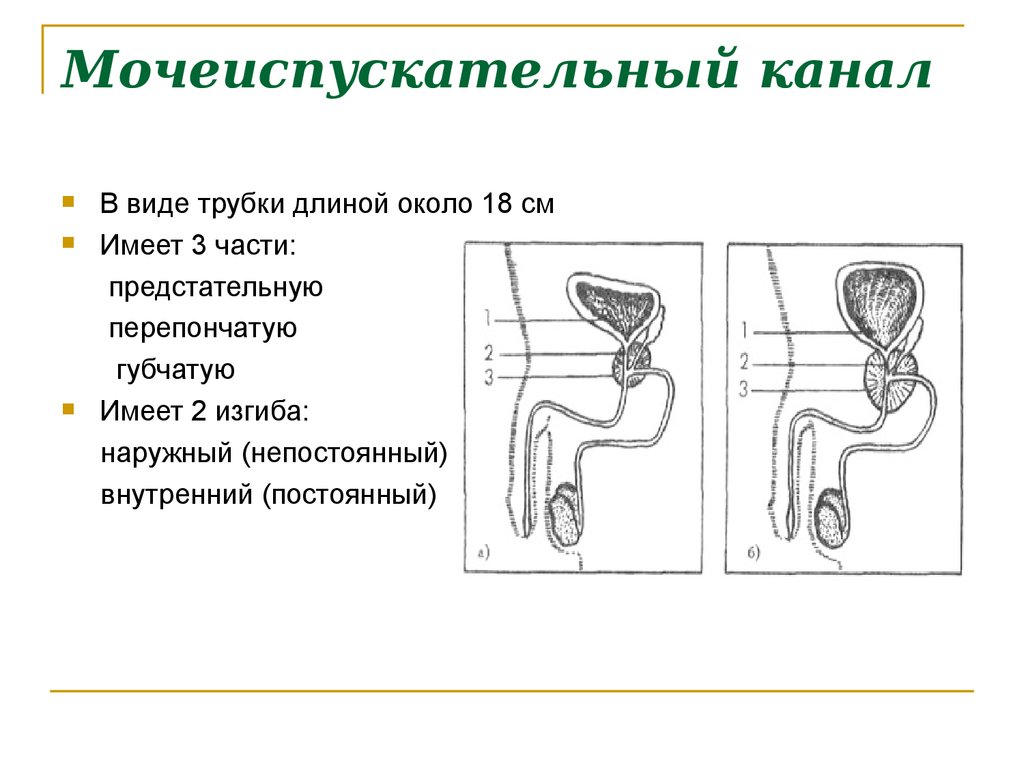 Схема мочеиспускательный канал