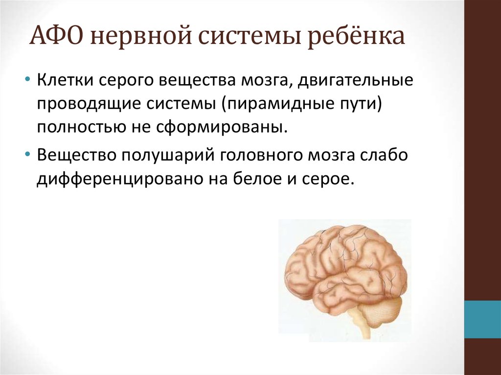 Особенности нервной системы. Нервная система ребенка. Анатомо-физиологические особенности нервной системы у детей. Афо нервной системы у детей. Афо ЦНС дошкольников.