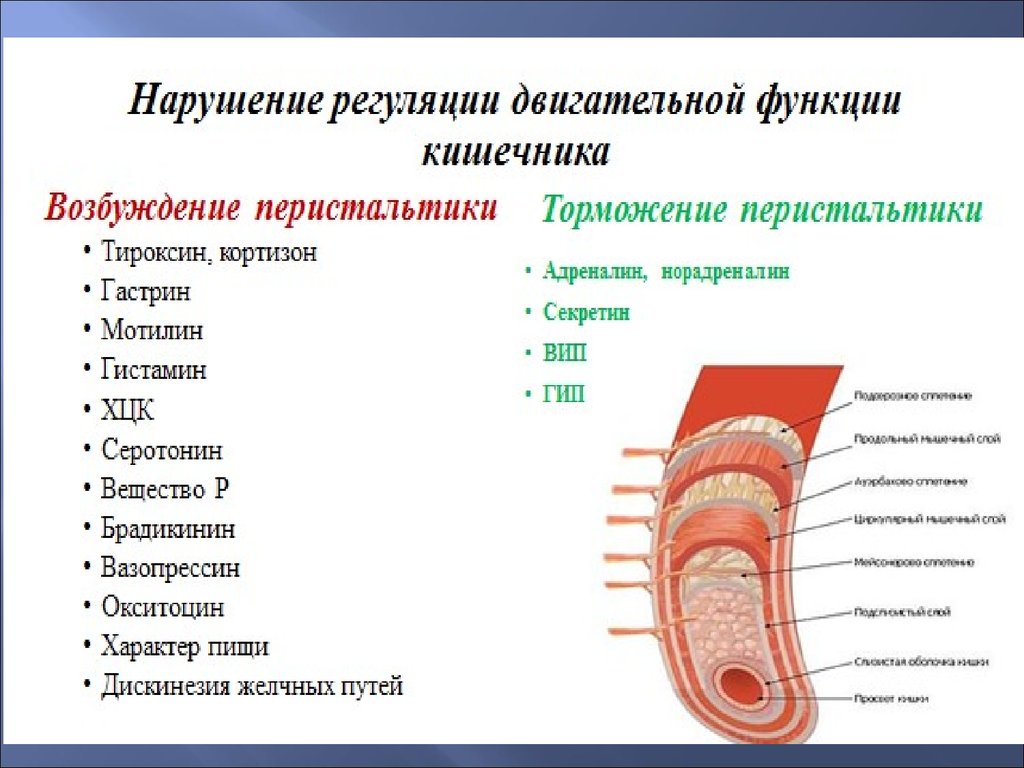 Нарушение регуляции. Патофизиология органов брюшной полости. Патофизиология полостного пищеварения. Двигательная функция кишечника. Функции кишечника патофизиология.