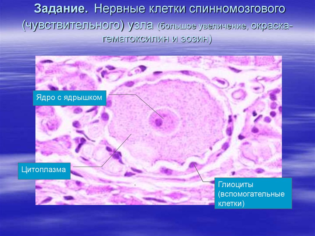 Стволовые клетки гистология презентация