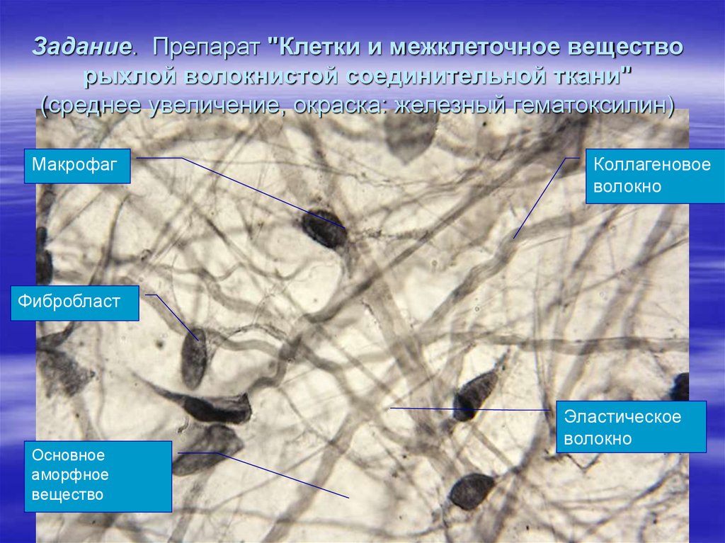 Клетка препараты. Рыхлая соединительная ткань окраска железным гематоксилином. Основное вещество и аморфное вещество рыхлая волокнистая. Рыхлая волокнистая неоформленная аморфное вещество. Коллагеновое волокно в окраске гематоксилином.