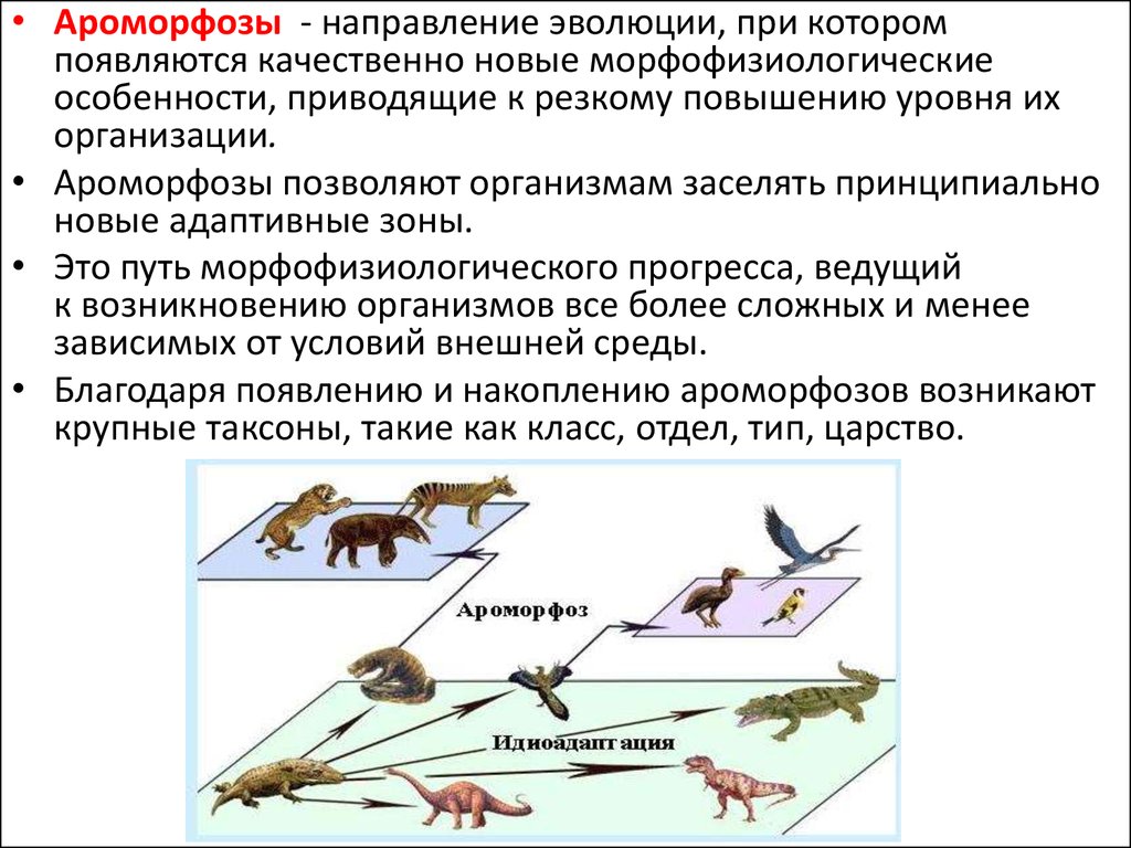 Эволюционные изменения млекопитающих. Ароморфозы эволюционные изменения. Ароморфозы в эволюции. Ароморфоз и алломорфоз. Направления эволюции приспособления.