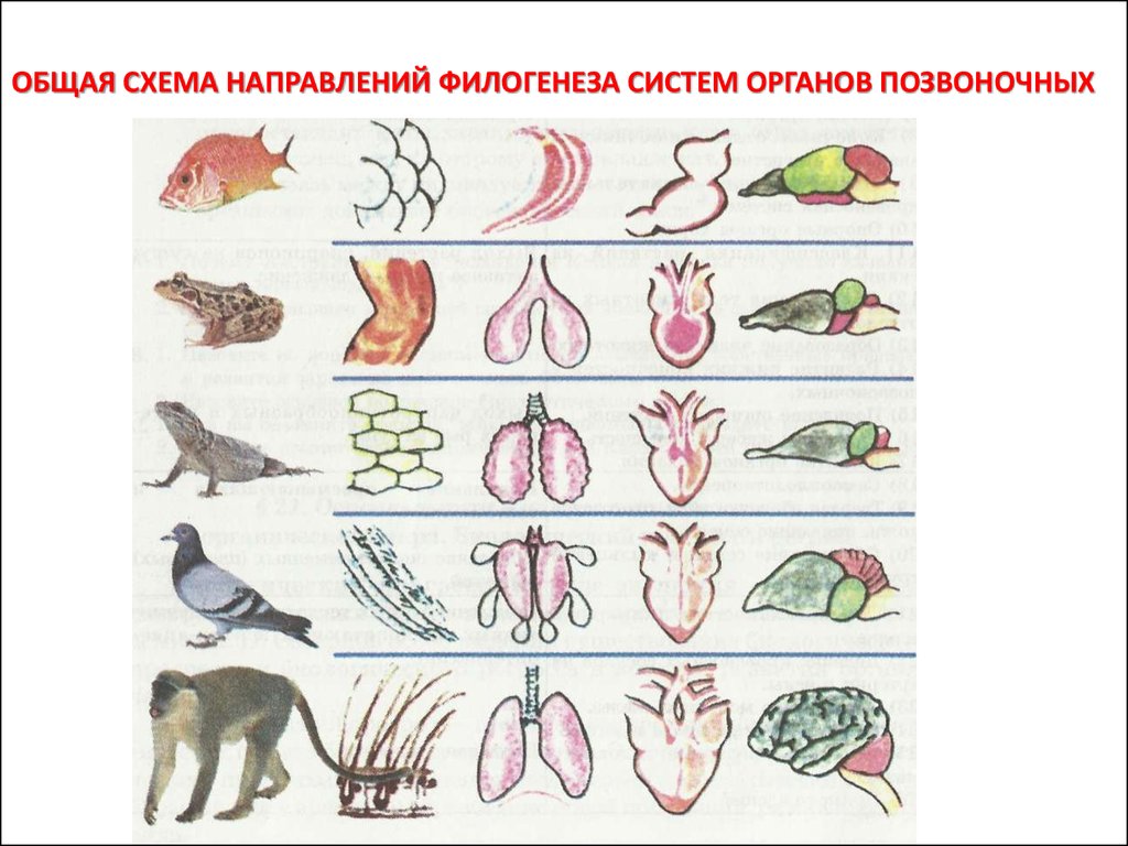 Эволюция систем органов животных презентация