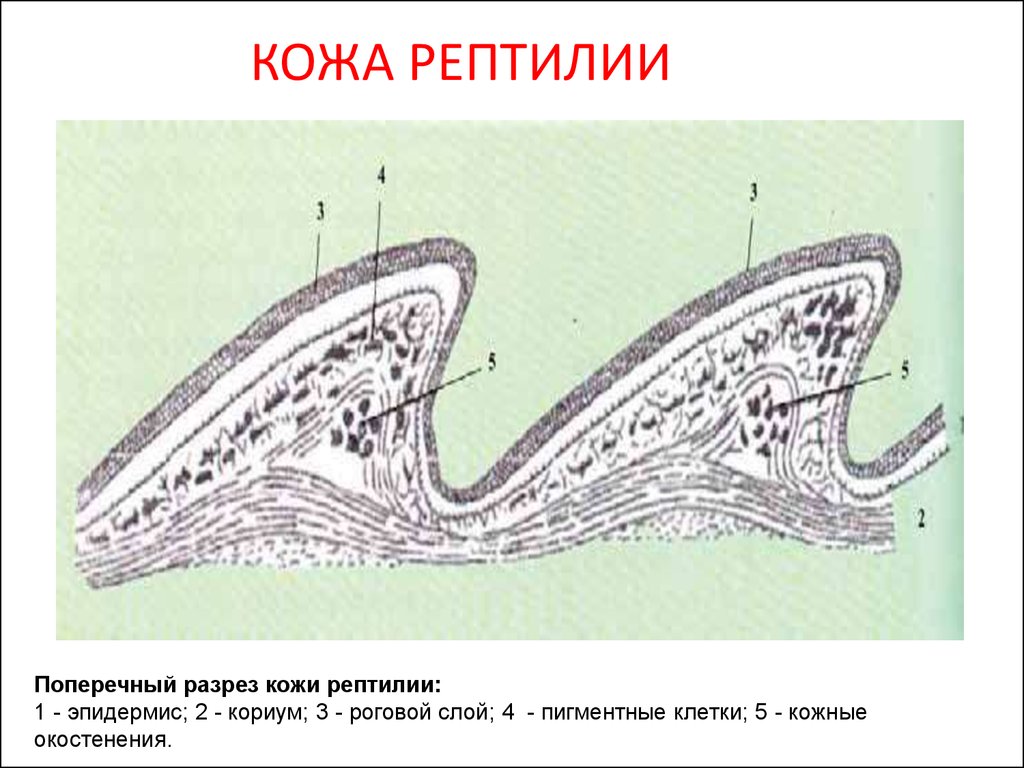 Для кожного покрова рептилий характерно