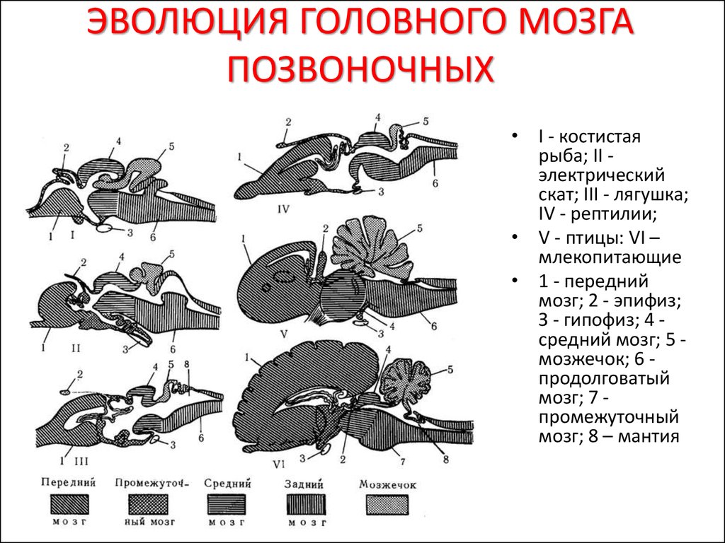 Эволюция головного мозга рыб. Эволюция головного мозга позвоночных таблица. Ароморфозы головного мозга позвоночных. Эволюция мозга позвоночных. Эволюция мозга птицы.