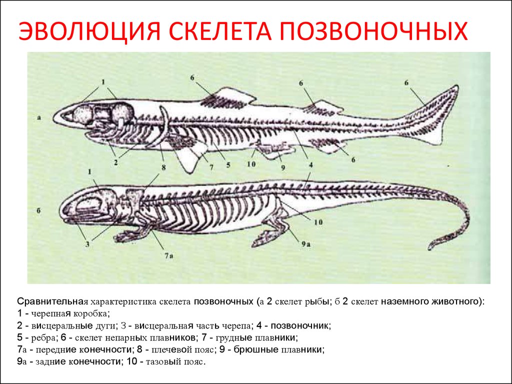 Эволюция позвоночных