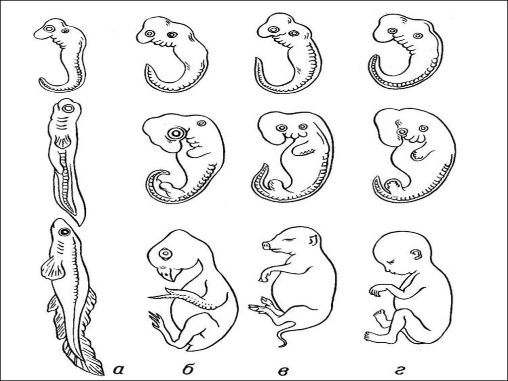 Эволюция филогенез