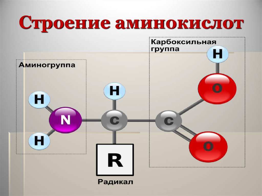 Химические элементы аминокислот. Схема строения молекулы аминокислоты. Строение аминокислот химия. Строение молекулы аминокислоты. Химическая формула молекулы аминокислоты.