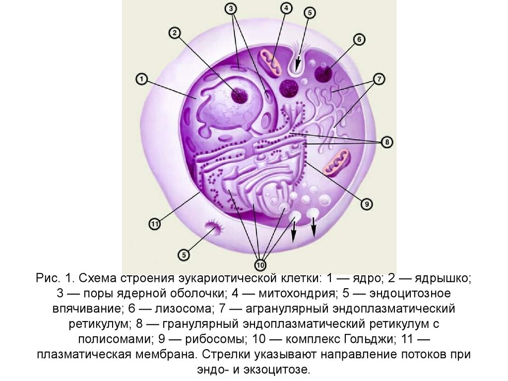 Схема строения ядра