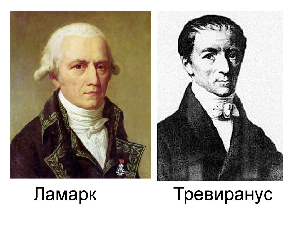 Тревиранус. Готфрид Тревиранус. Тревиранус Лудольф. Готфридом Рейнхольдом Тревиранусом.