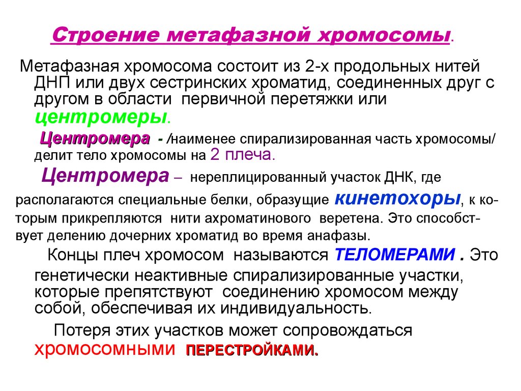 Дайте характеристику строения. Структура метафазной хромосомы. Строение метафазной хромосомы. Классификация хромосом. Структурная организация метафазной хромосомы. Характеристика строения метафазных хромосом.